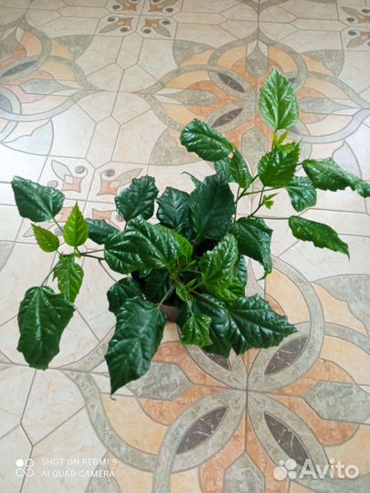 Гибискус комнатный