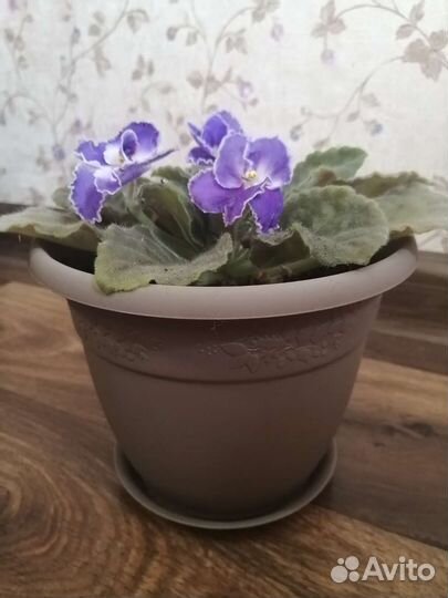 Фиалка в горшке