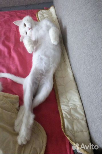 Красивая кошечка