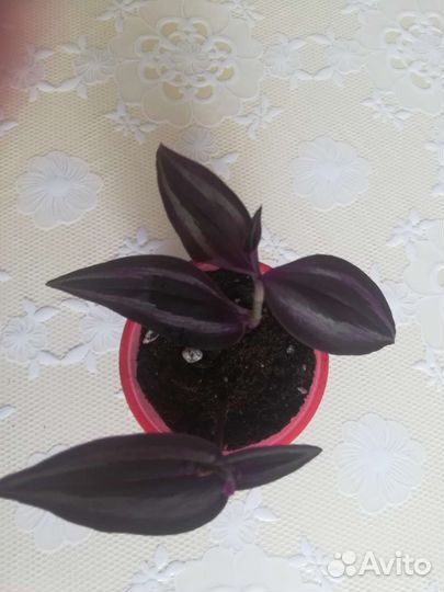 Традесканция зебрина, розовая