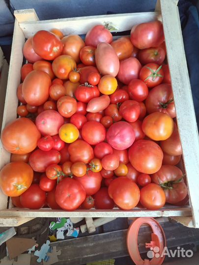 Помидоры домашние