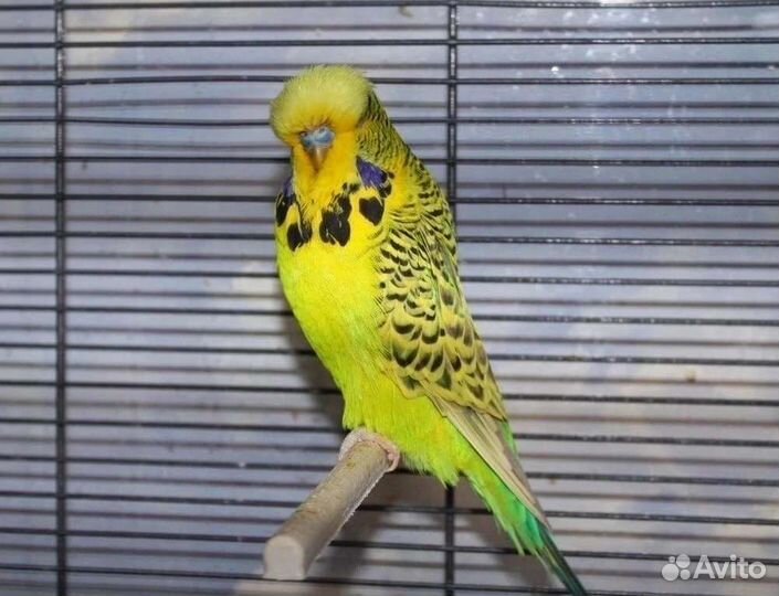 Выставочный волнистый попугай