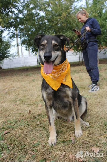 Весёлый, активный пёс Боня ищет дом