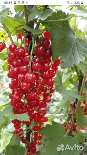 Саженцы красной и черной смородины