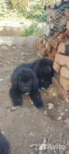 Нам 2 месяца.Детки ждут новых мама и пап