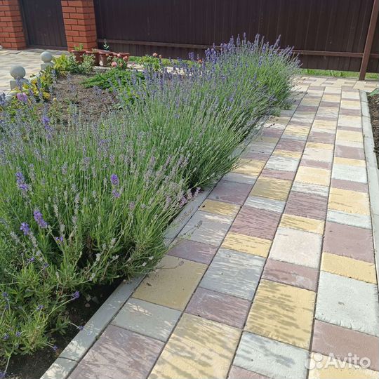 Лаванда узколистная саженцы