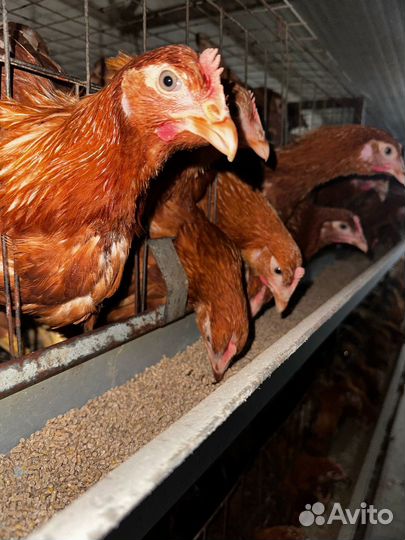 Домашние Куры несушки