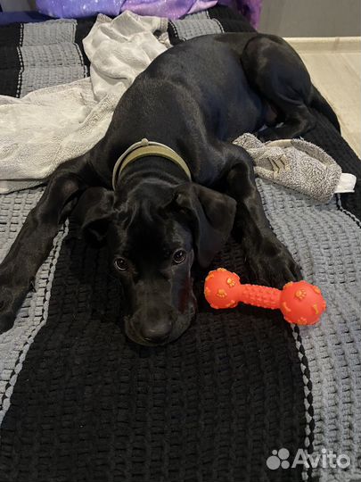 Щенок кане корсо