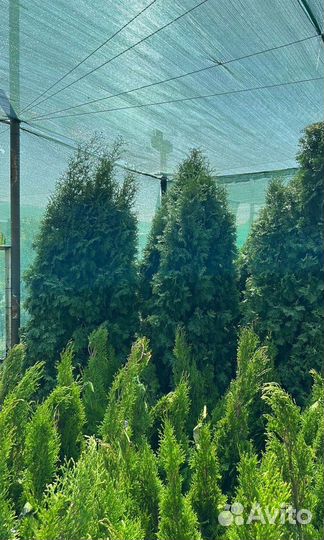 Туя Колумна