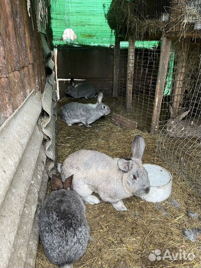 Мясо кроликов