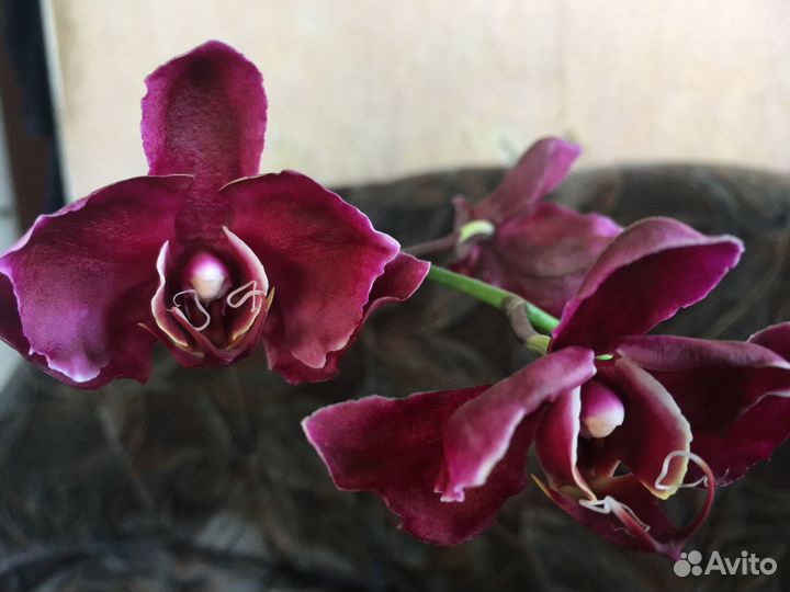 Орхидея из Азии