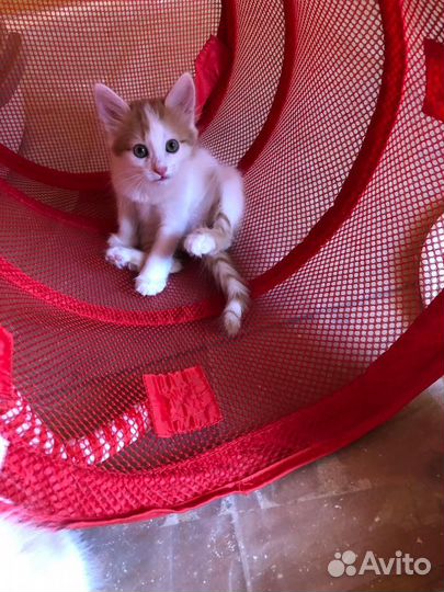 Рыжий котенок девочка