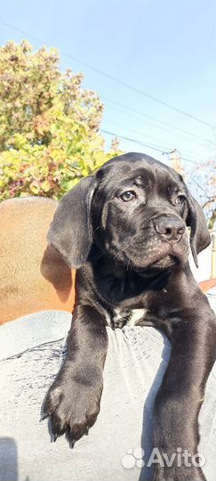 Щенки кане Корсо