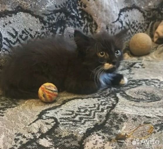 Котенок ищет хозяев