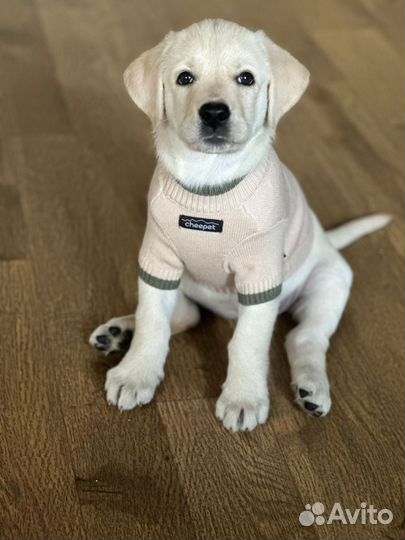 Чистокровные лабрадоры