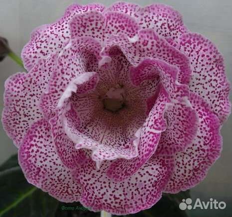 Глоксинии, мята комнатная, шефлера