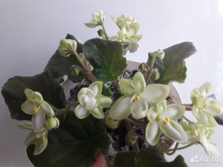 Фиалки сортовые