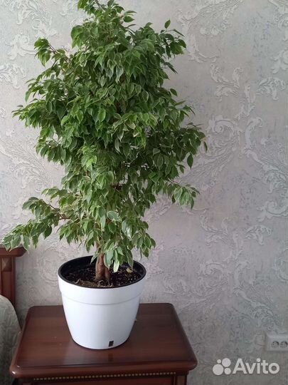 Фикус бенджамина пестролистный