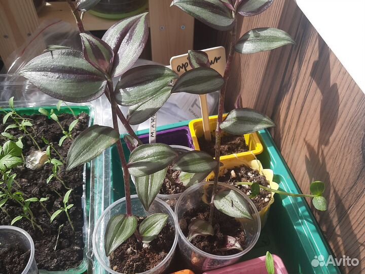 Традесканция зебрина