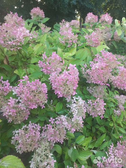 Очиток видный цветы на срезку