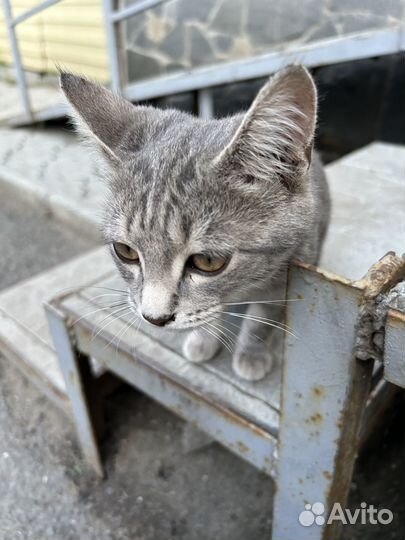 Котята в добрые руки бесплатно