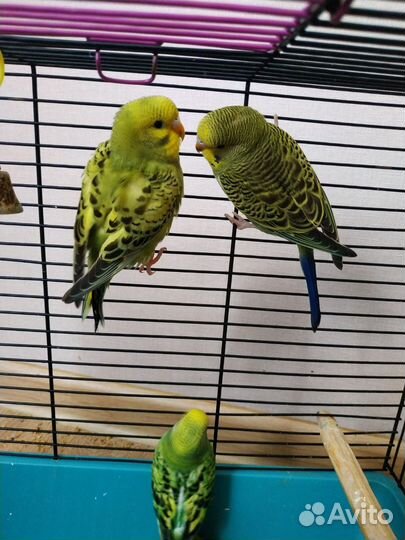 Птенцы волнистого попугая