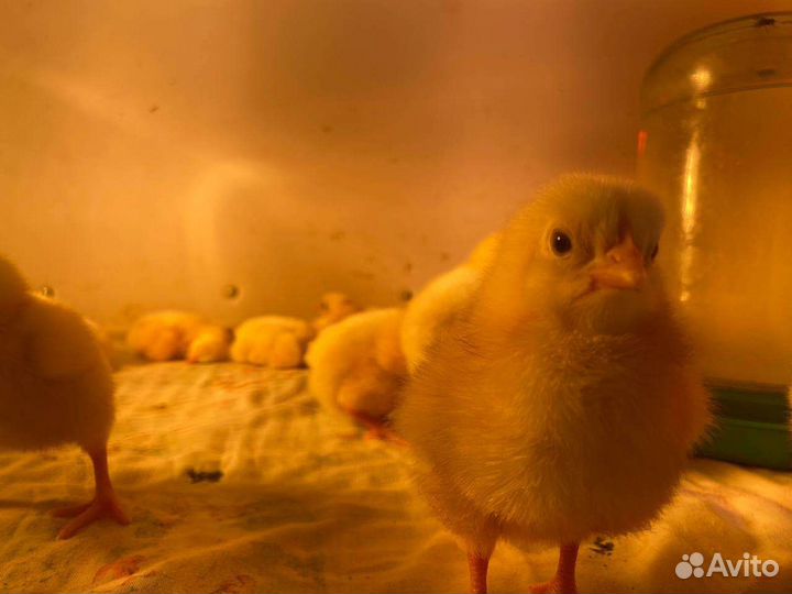 Цыплята бройлеры кобб 500