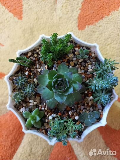 Садик из суккулентов