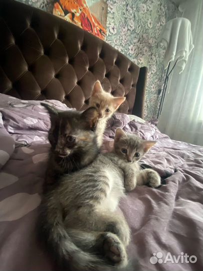 Котики в добрые ручки