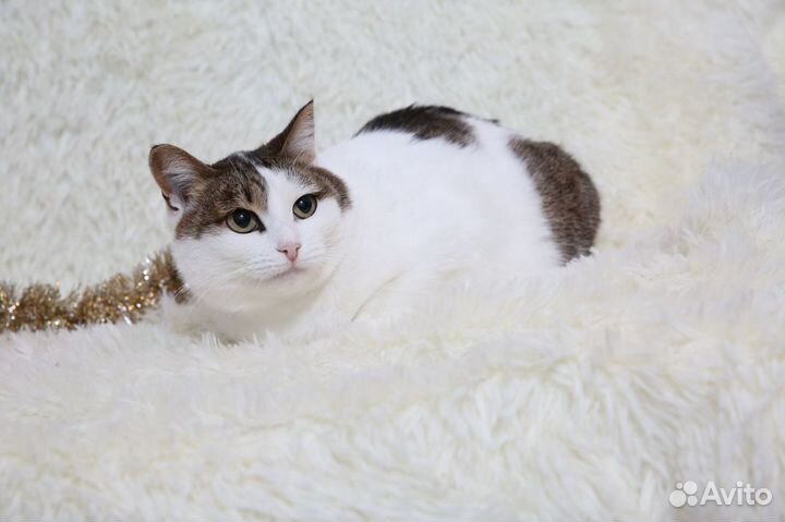 Соня ищет дом