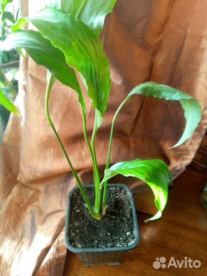 Спатифиллум