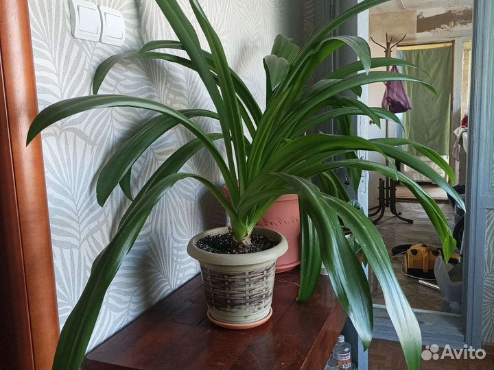 Панкрациум