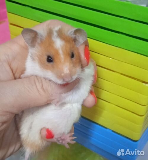 Сирийские,джунгарские хомяки(выбор клеток)