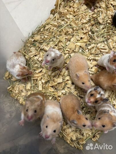 Сирийские хомячки - милашки