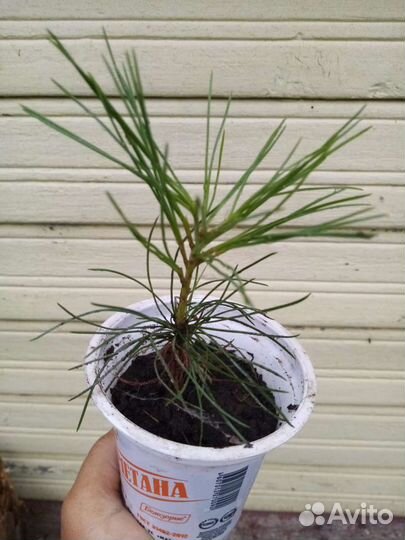 Саженцы кедр сибирский