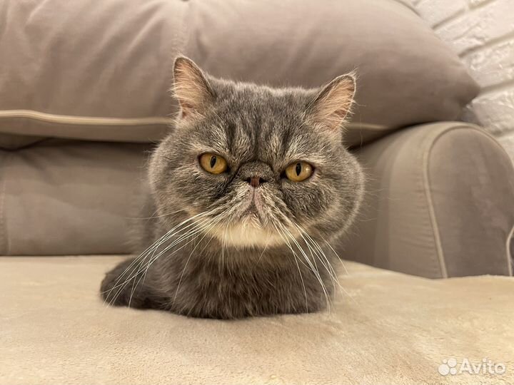 Экзотический кот