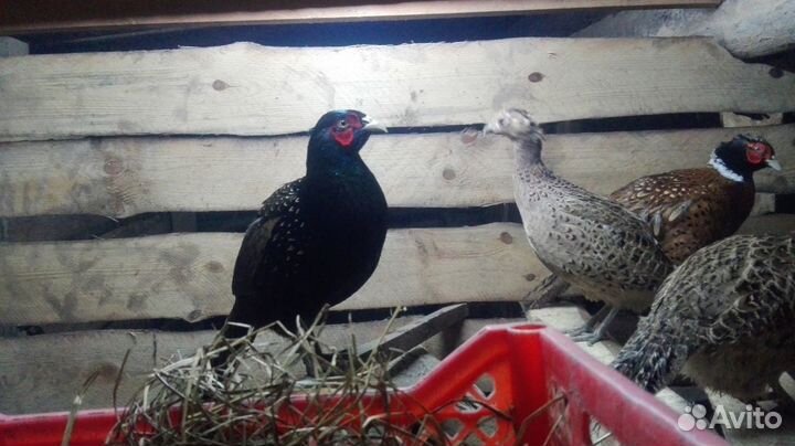 Фазан охотничий