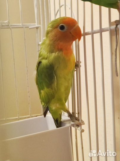 Попугай неразлучник