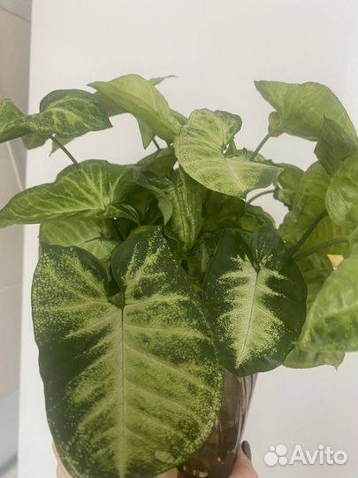 Комнатные растения