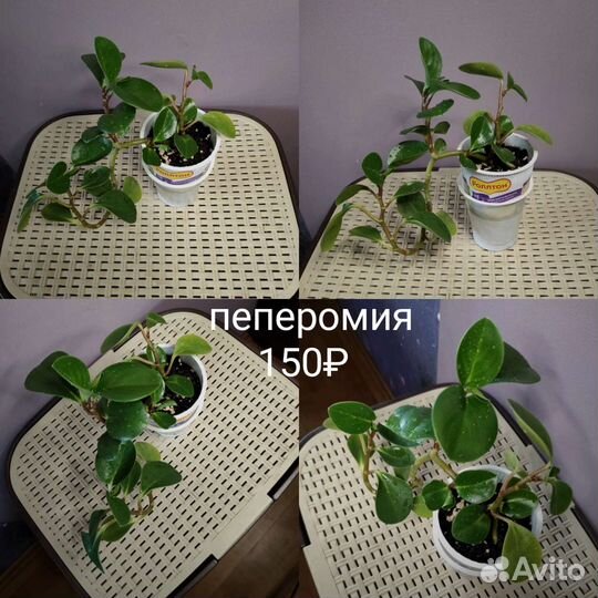 Цветы комнатные