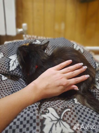 Замечательной кошечке очень нужен хозяин