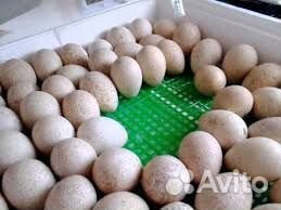 Яйцо инкубационное индейки