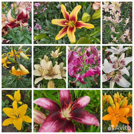 Цветы лилии