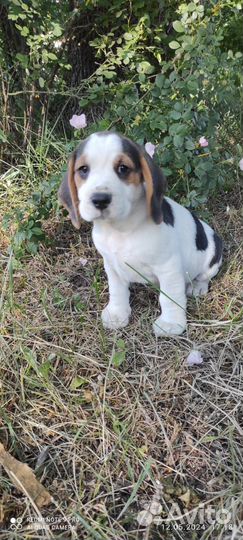 Щенки Бигль