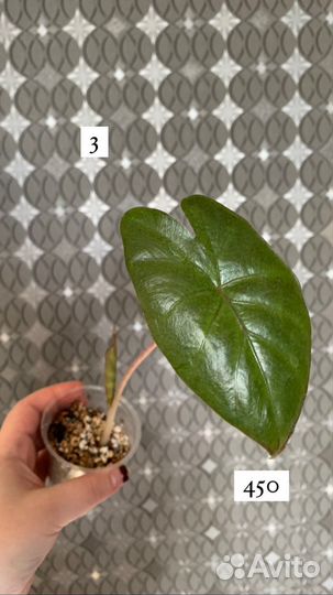 Детки Алоказии Юкатан Принцесс