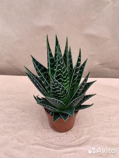 Алоэ Тики Таки