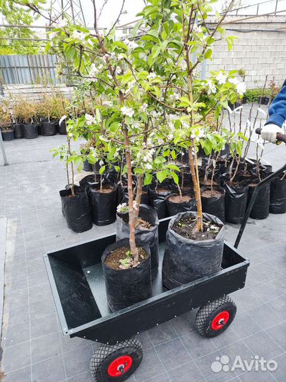 Саженцы плодовых деревьев