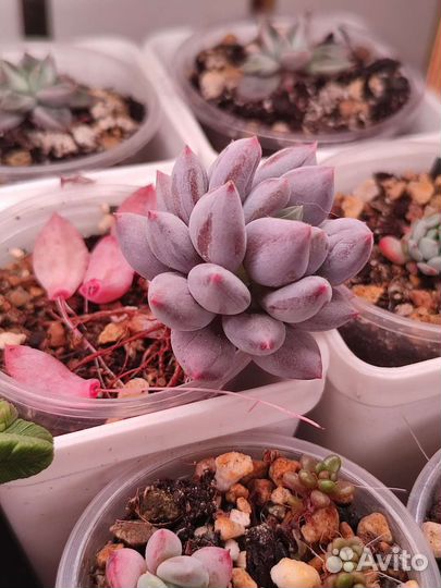 Пахифитум Ангел Фингер