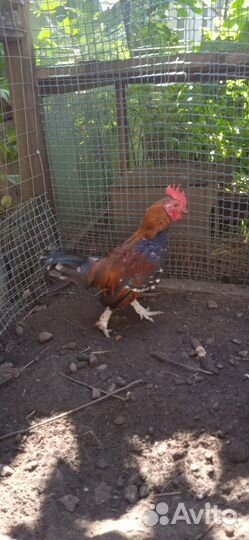 Петухи бентамки (карликовые)