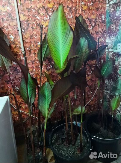 Клубни канны